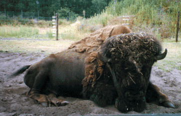Bison aus dem Serengeti-Park Hodenhagen